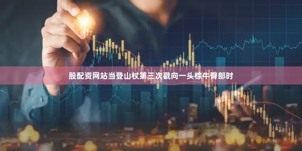 股配资网站当登山杖第三次戳向一头棕牛臀部时